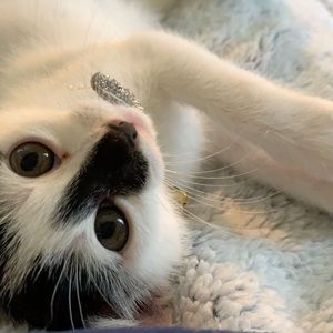 Meet your Posher, Emma